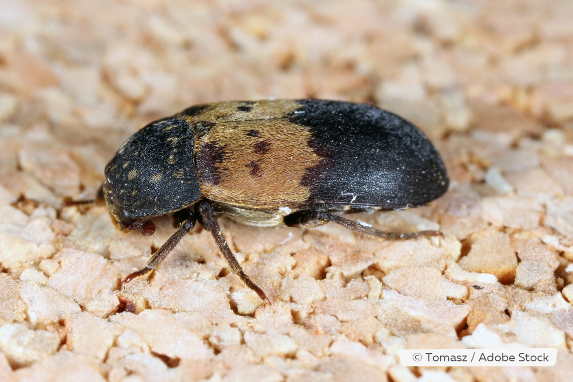 Escarabajos negros en la casa: ¿quiénes son? ¿Qué hacer?