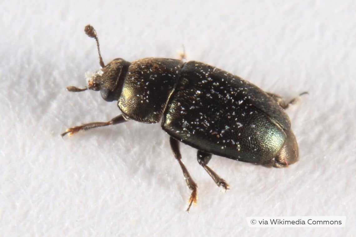 Pequeños escarabajos negros de 1 mm de largo: ¿cuál es?
