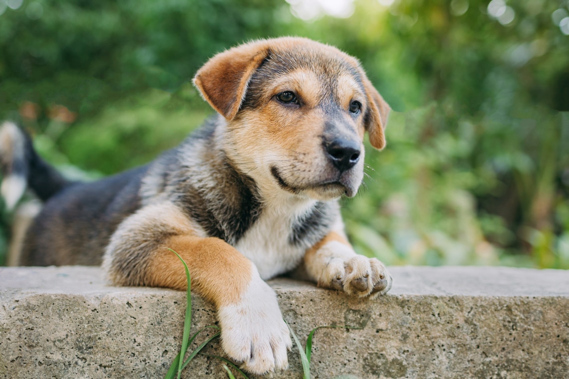 278 nombres de perros en inglés para perros hembras y machos