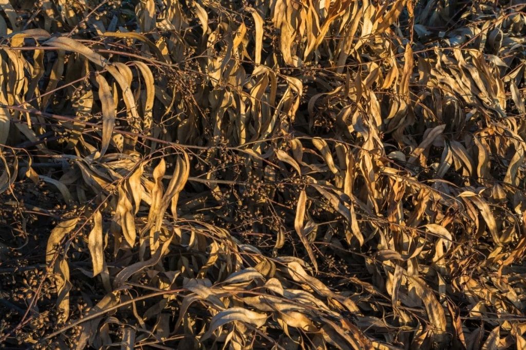 Las hojas de eucalipto se secan: ¿cómo salvarlas?