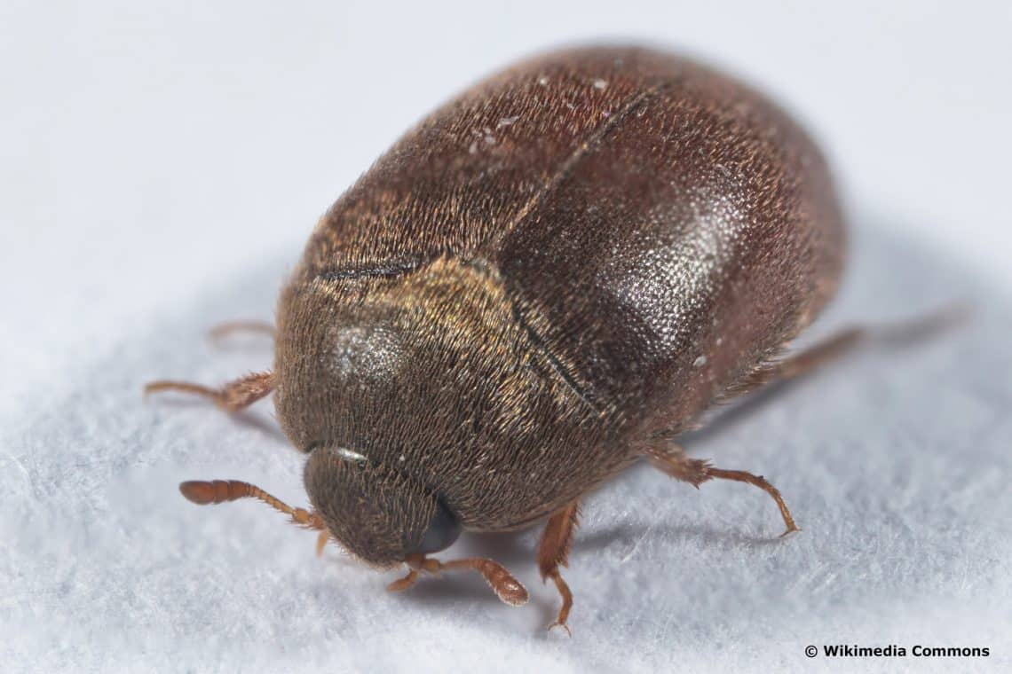 Pequeños escarabajos marrones/negros en la cama: ¿qué hacer?