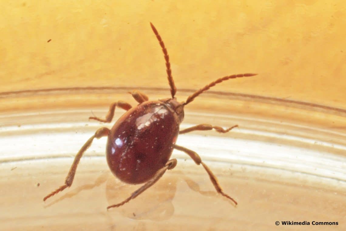 Pequeños escarabajos marrones/negros en la cama: ¿qué hacer?