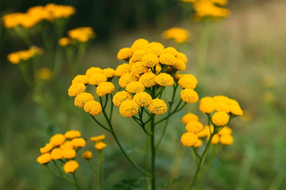 Malezas con flores amarillas en el césped: 14 especies