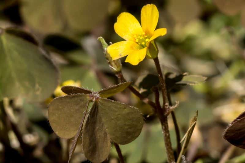 Malezas con flores amarillas en el césped: 14 especies