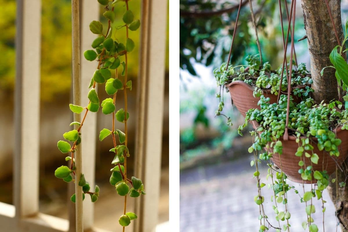 22 plantas colgantes resistentes | Balcón y jardín