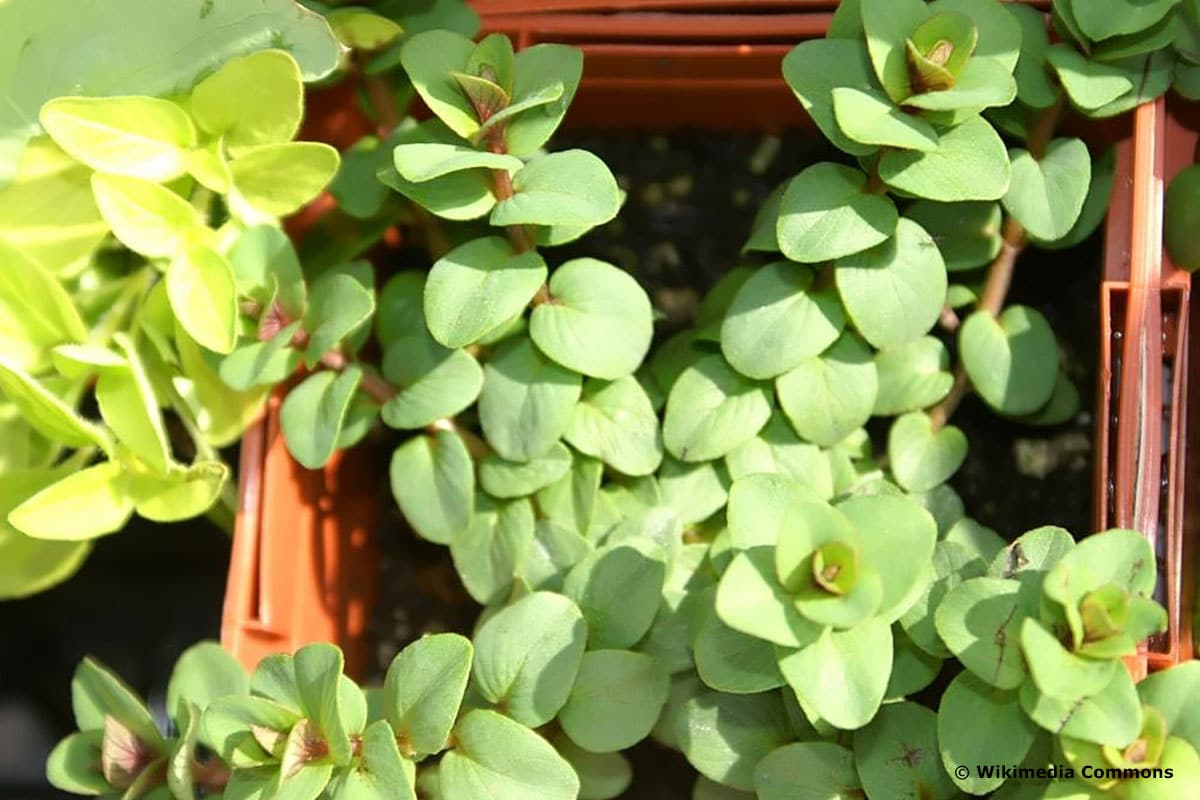 22 plantas colgantes resistentes | Balcón y jardín