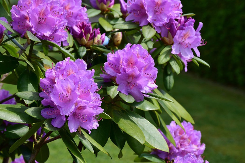 El rododendro no florece: 5 causas y cómo solucionarlas