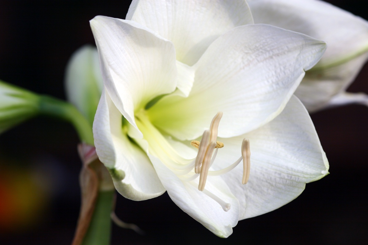 Plantas de interior con flores blancas | jardín de alegría