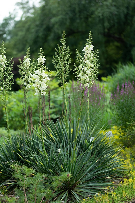 Las plantas perennes altas y resistentes más hermosas para el jardín.