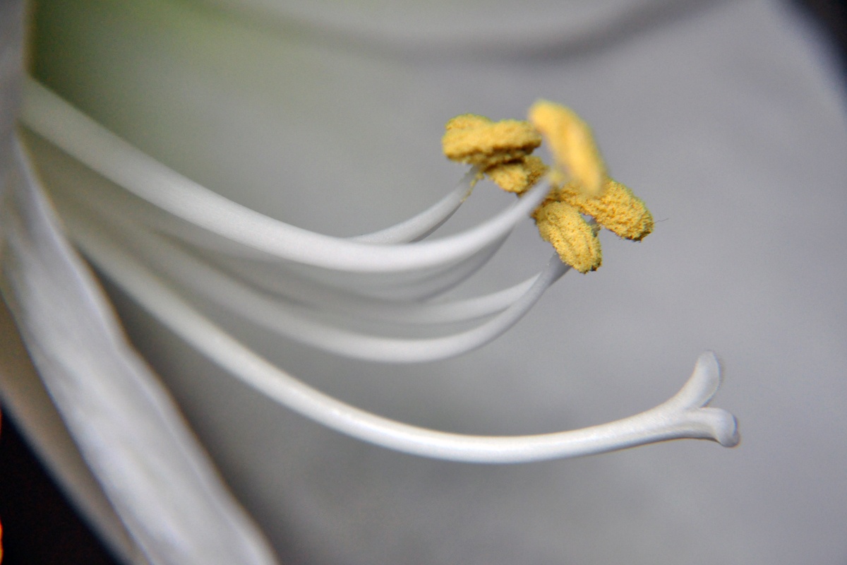Cultive amarilis usted mismo a partir de semillas o bulbos.