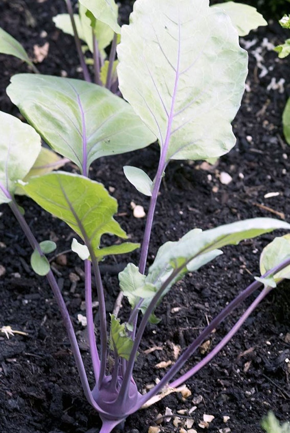 Hojas y tallos de hortalizas: partes de las plantas que pertenecen al plato.