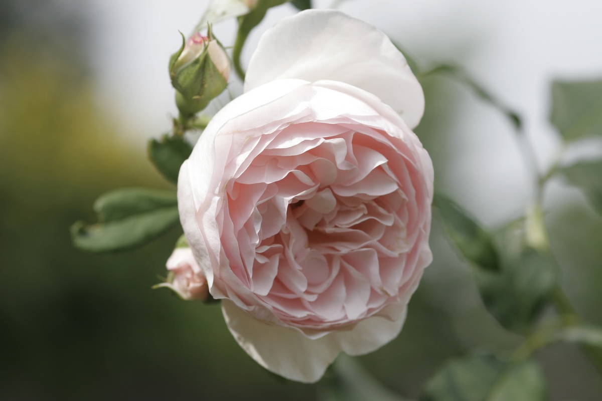 Crear un rosal: ubicación, suelo y los compañeros más bellos