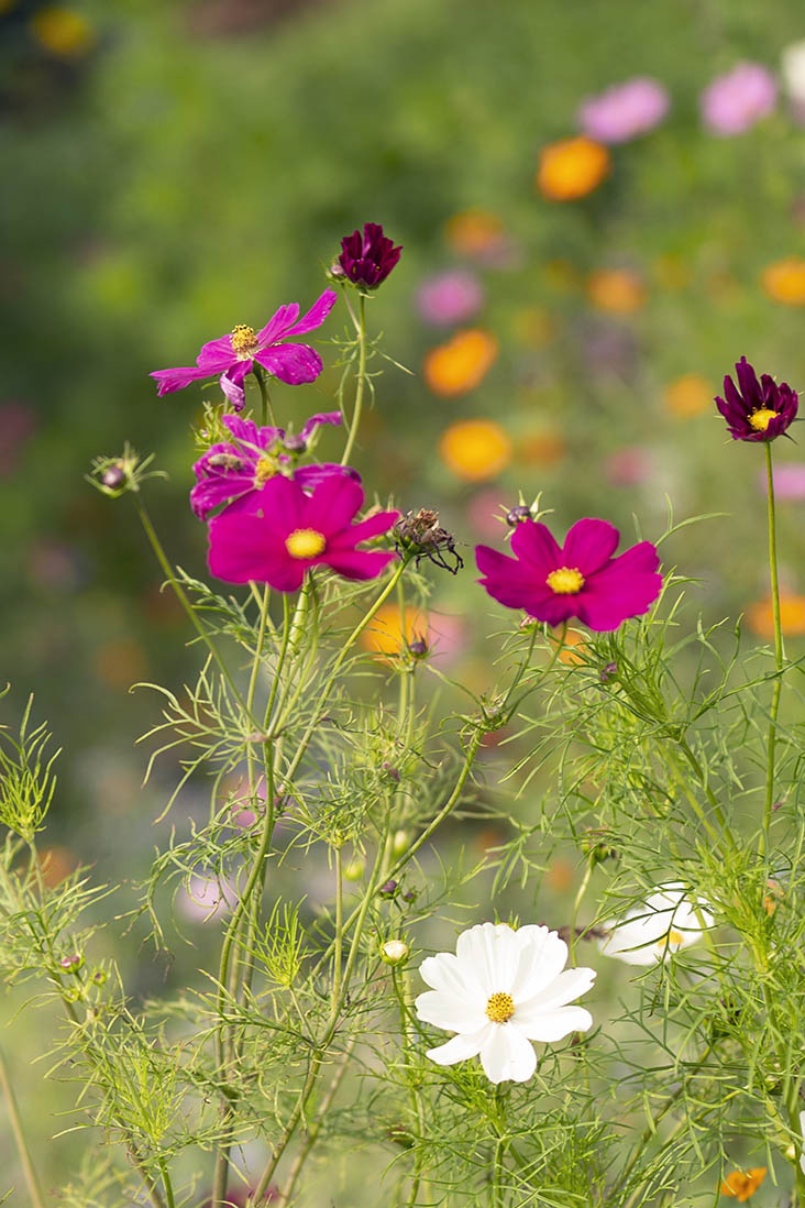 Pellizcar: plantas tupidas, flores exuberantes, tiempo de floración más prolongado