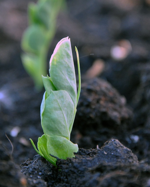 15 hortalizas que puedes sembrar al aire libre en abril