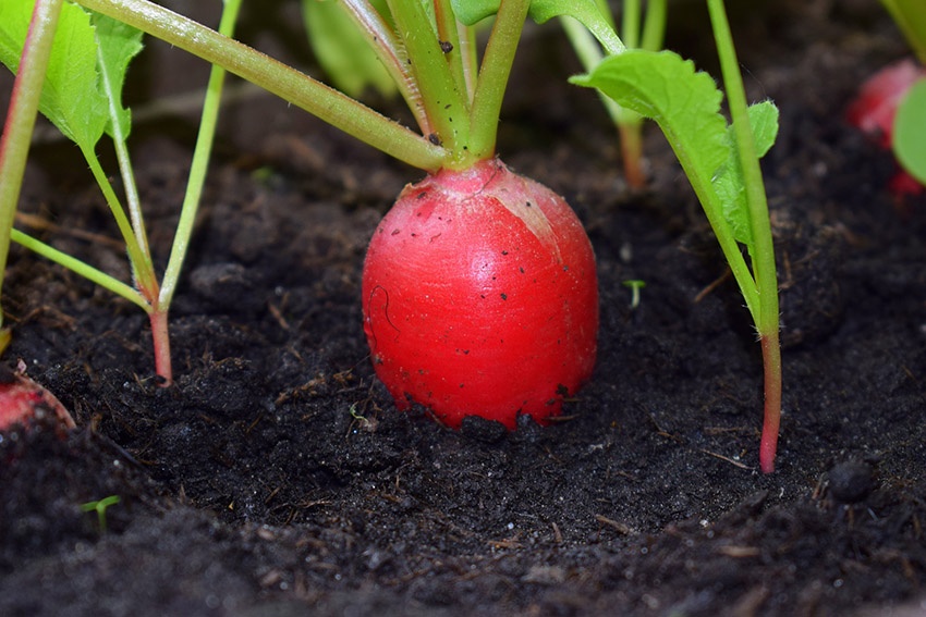 15 hortalizas que puedes sembrar al aire libre en abril