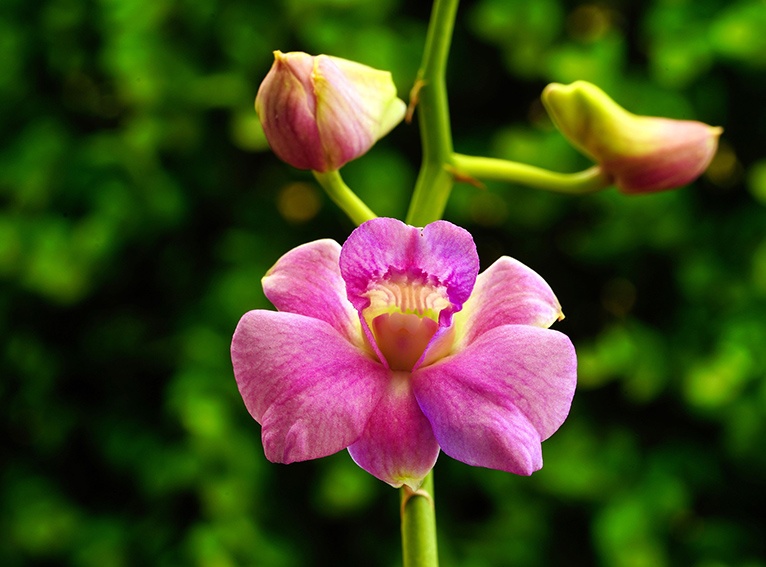 Propagar orquídeas: así es como funciona
