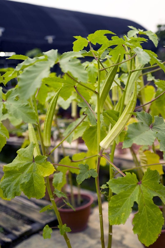 8 tipos de vegetales para el sol: ¡a estos vegetales les encanta el sol!