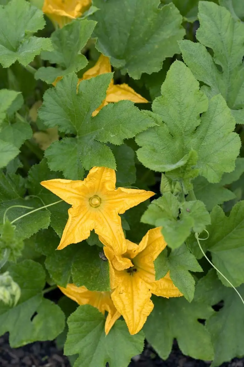 6 especies de hortalizas de rápido crecimiento para una cosecha rápida