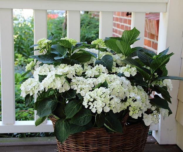 Plantas resistentes en macetas para patios o balcones.