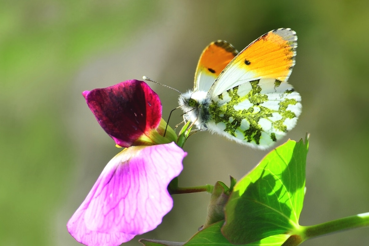 32 mariposas nativas con foto