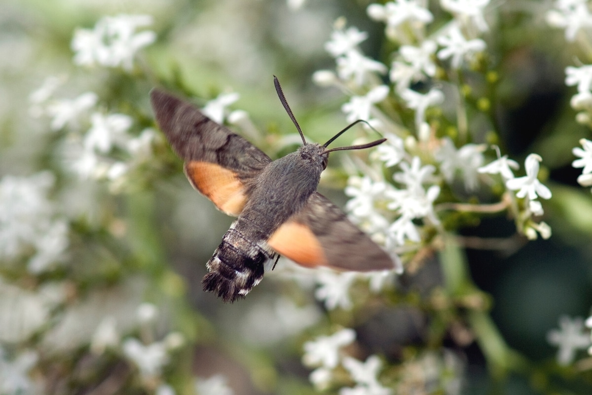 32 mariposas nativas con foto