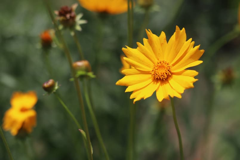 13 bombachos permanentes resistentes | Lista de flores que florecen durante mucho tiempo.