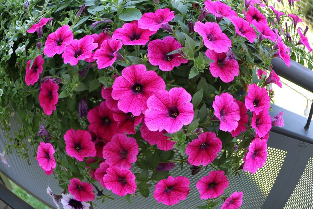 Plantas de balcón de fácil cuidado: 11 hermosas y robustas flores de balcón