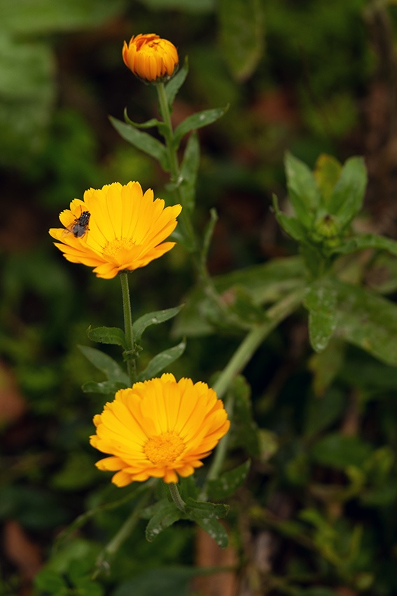 ¿Conoces tu flor de nacimiento? | jardín de alegría