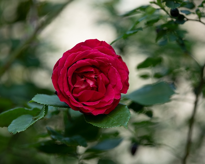¿Conoces tu flor de nacimiento? | jardín de alegría