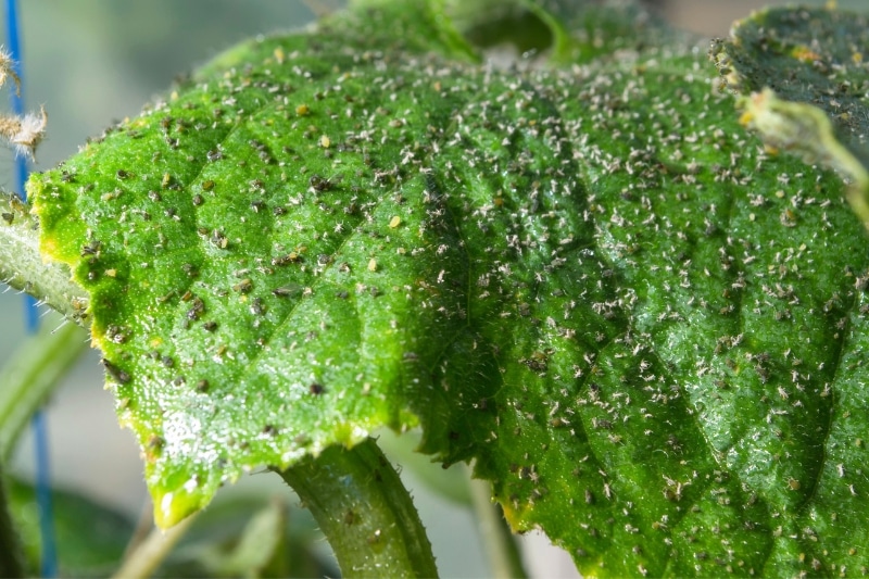 Hojas amarillas en la planta de pepino: causas y soluciones