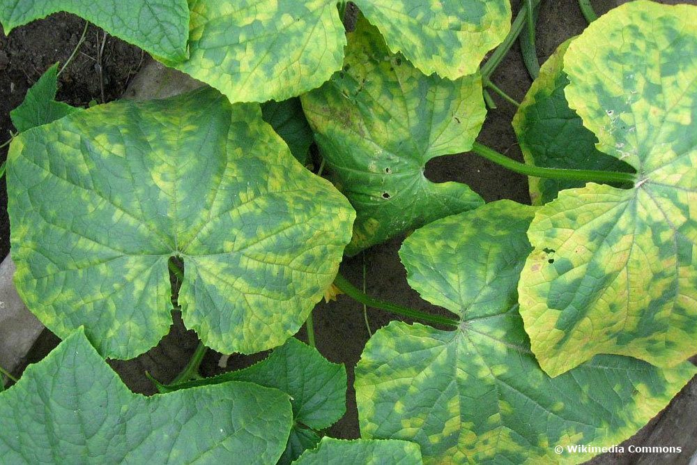 Hojas amarillas en la planta de pepino: causas y soluciones
