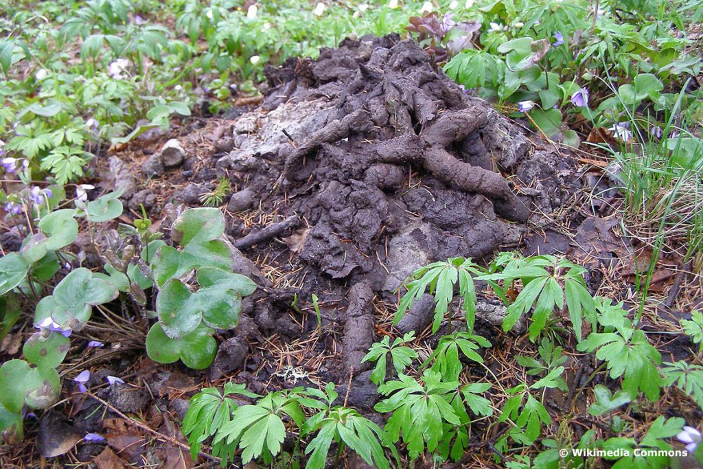 ¿Las martas cavan hoyos en el jardín? | Reconocer madrigueras de martas