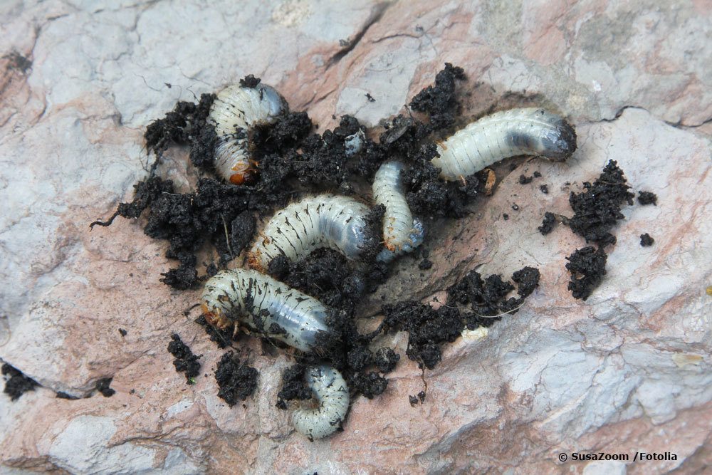 Larvas de oruga blanca en el suelo: larvas buenas y malas