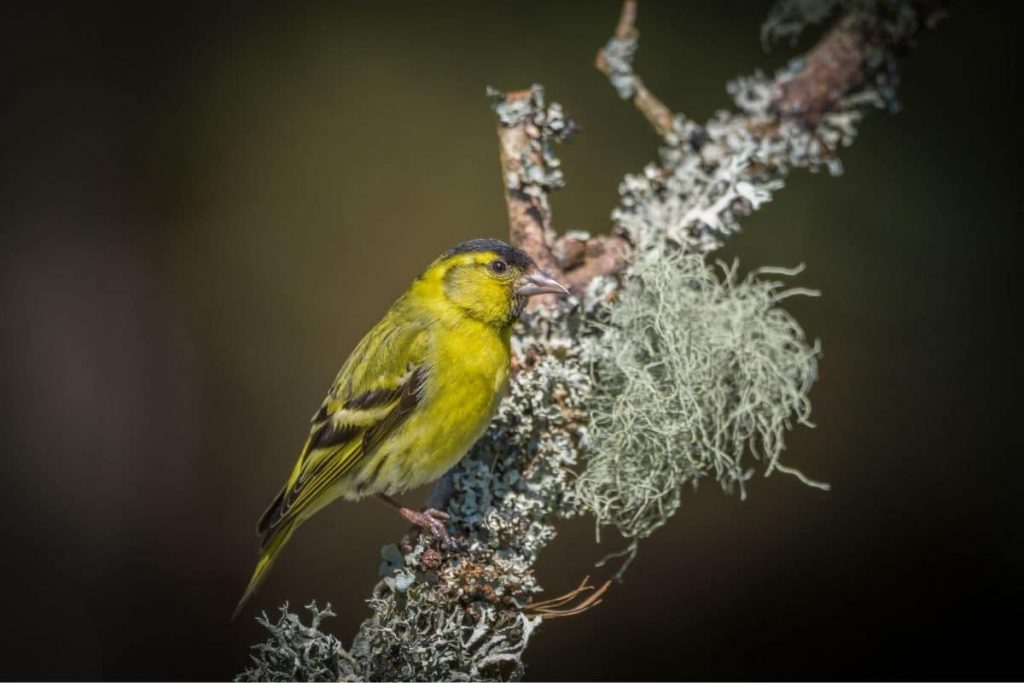 Aves de vientre/pecho amarillo: 15 especies nativas