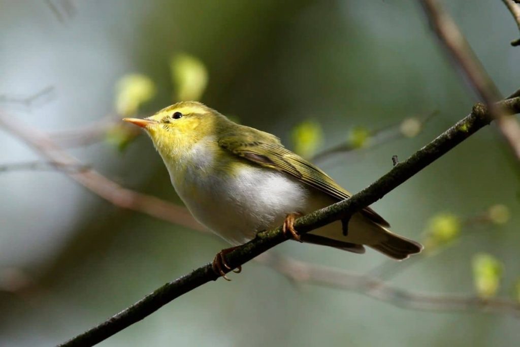 Aves de vientre/pecho amarillo: 15 especies nativas