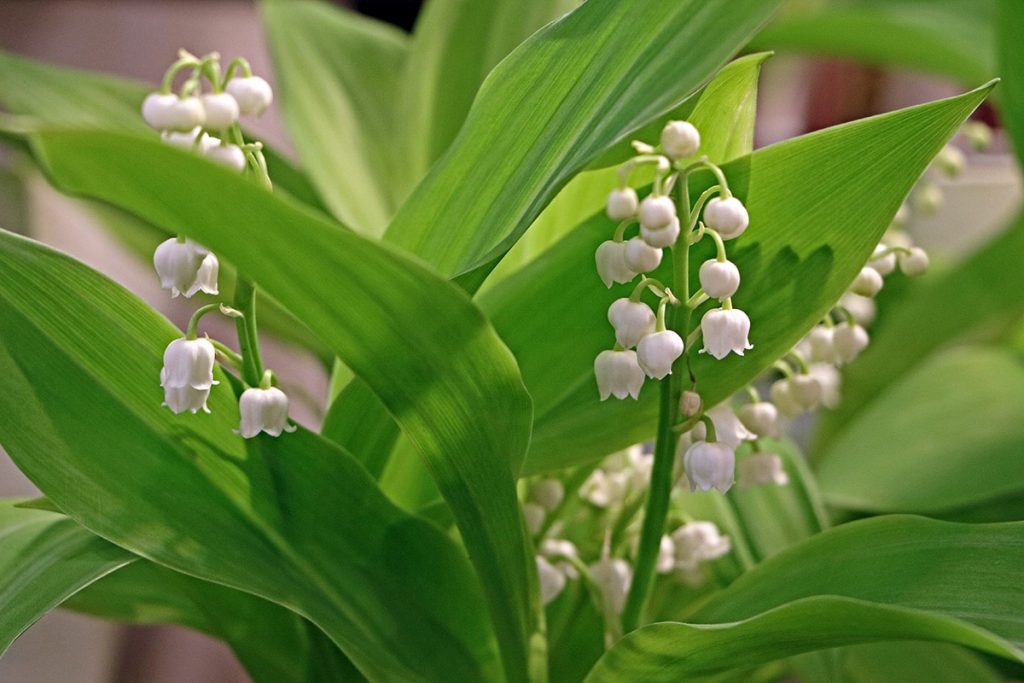 Combinando hortensias: 27 plantas compañeras ideales