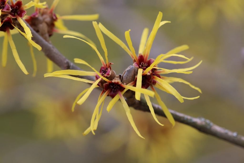 20 arbustos con flores amarillas: lista de AZ