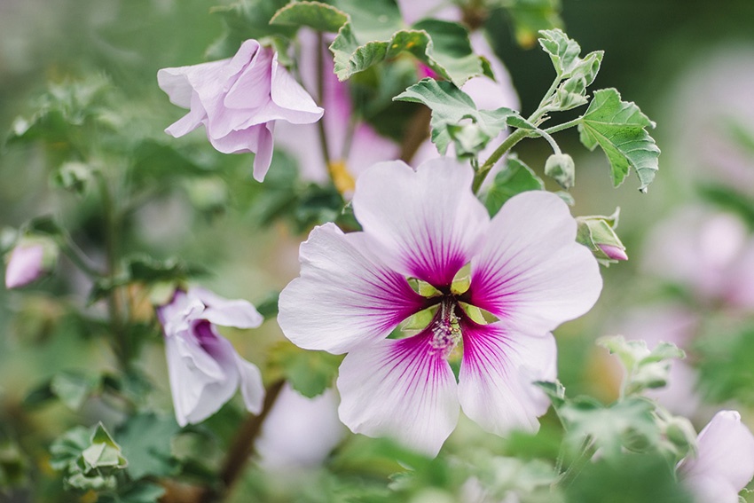 Un todoterreno colorido: plantar, cuidar y propagar hibiscos