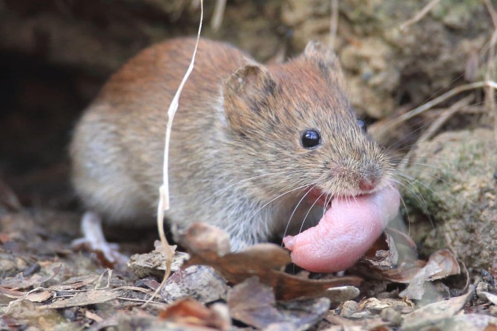 19 especies de ratones en Alemania de AZ