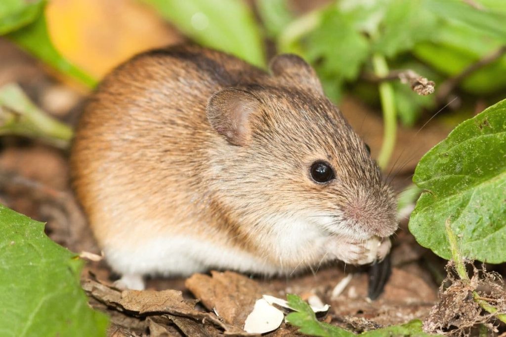 19 especies de ratones en Alemania de AZ