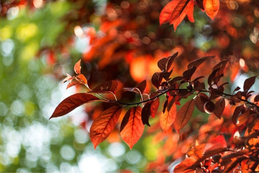 Árbol con hojas rojas: 10 especies de hojas rojas