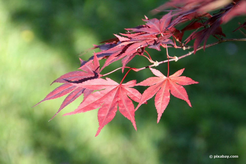 Árbol con hojas rojas: 10 especies de hojas rojas