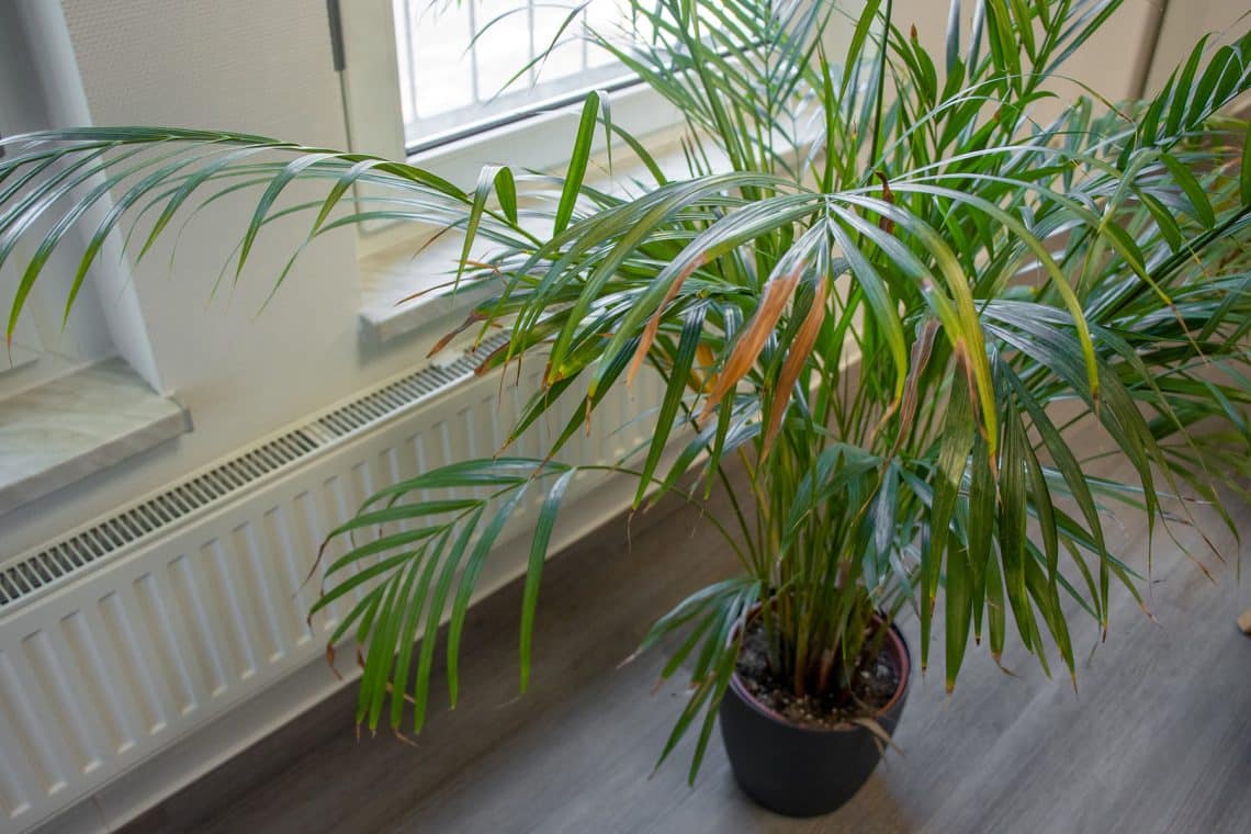 La palmera adquiere hojas marrones: ¿qué hacer?