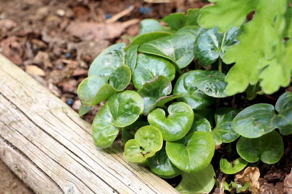 25 plantas cubresuelos poco exigentes y de rápido crecimiento para tu jardín