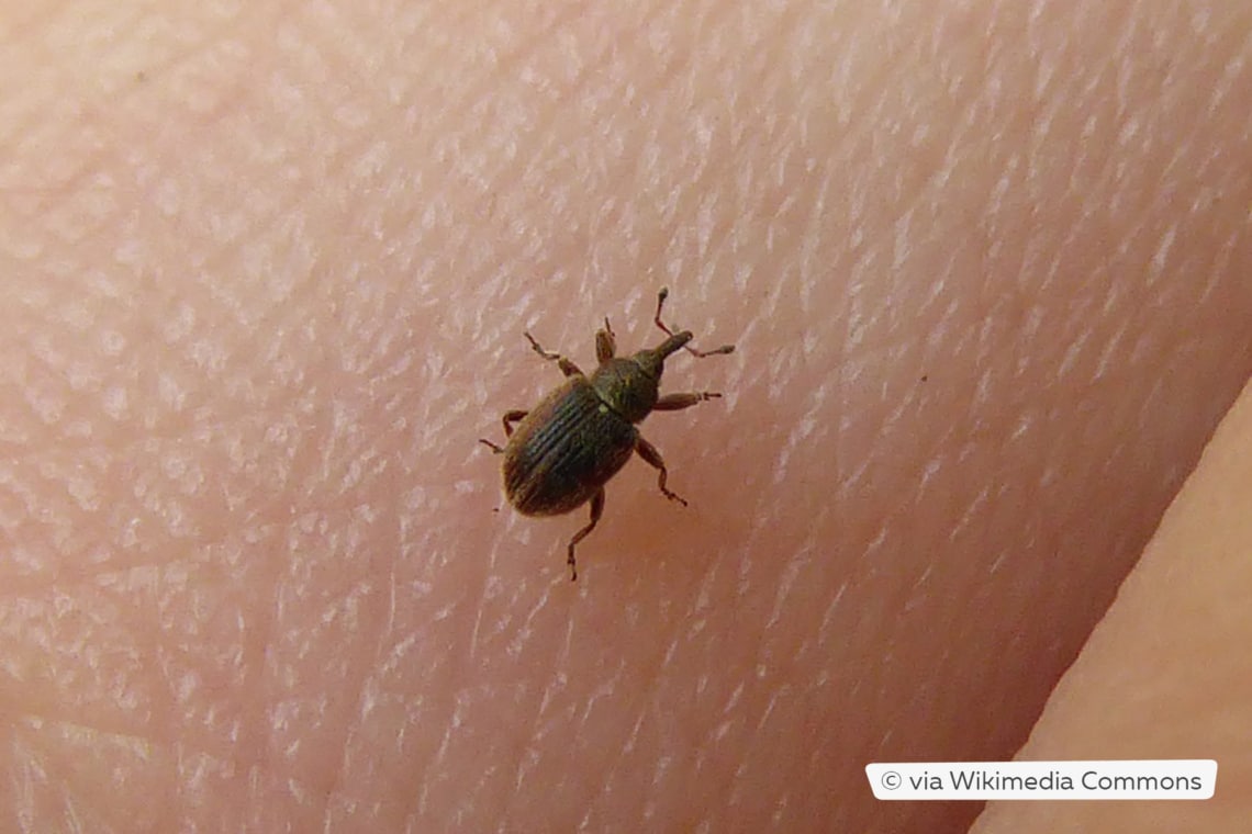 Pequeños escarabajos marrones en la habitación/casa: ¿qué hacer?