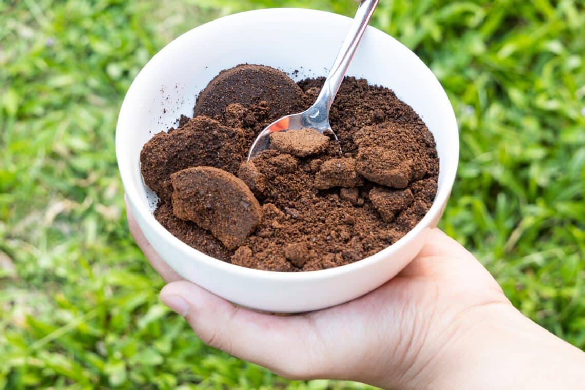 ¿Se pueden fertilizar malvarrosas con posos de café?