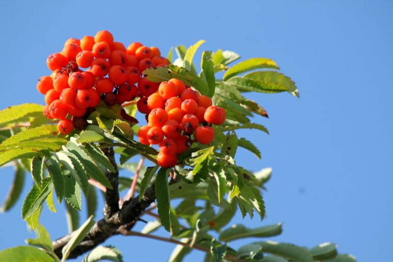 Árbol con frutos y frutos rojos: 13 especies.