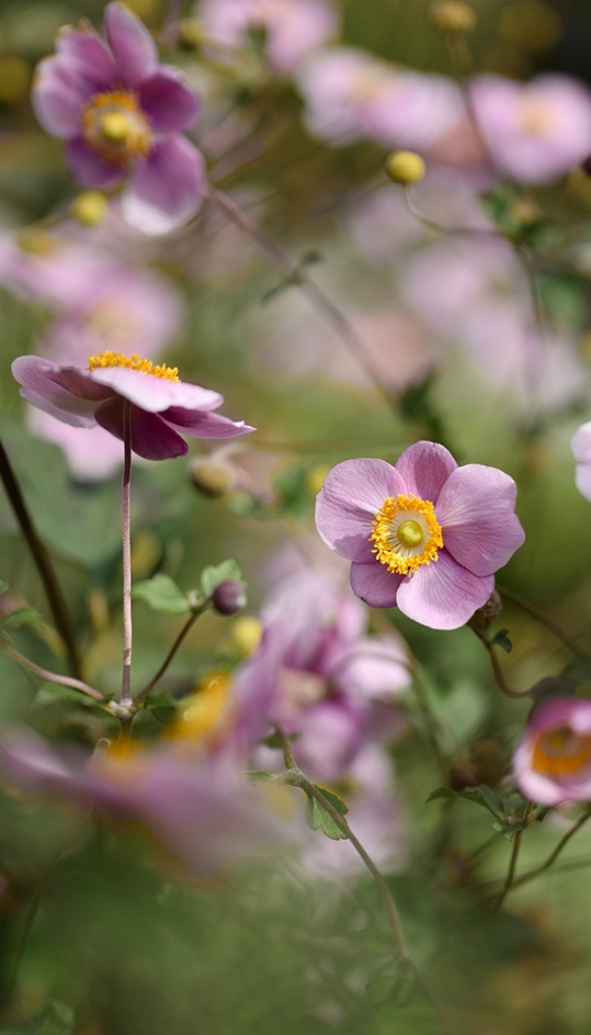 7 flores resistentes que prosperan en cualquier clima