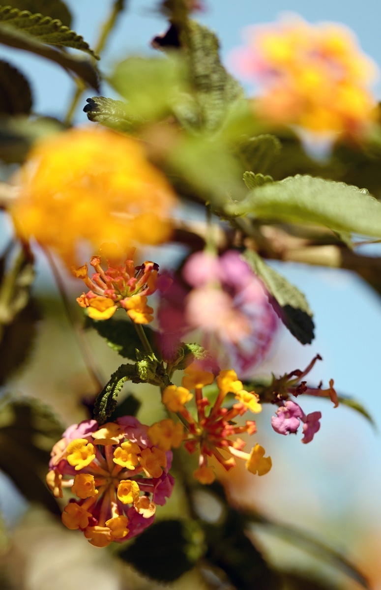Plantas de abejas en otoño | jardín de alegría
