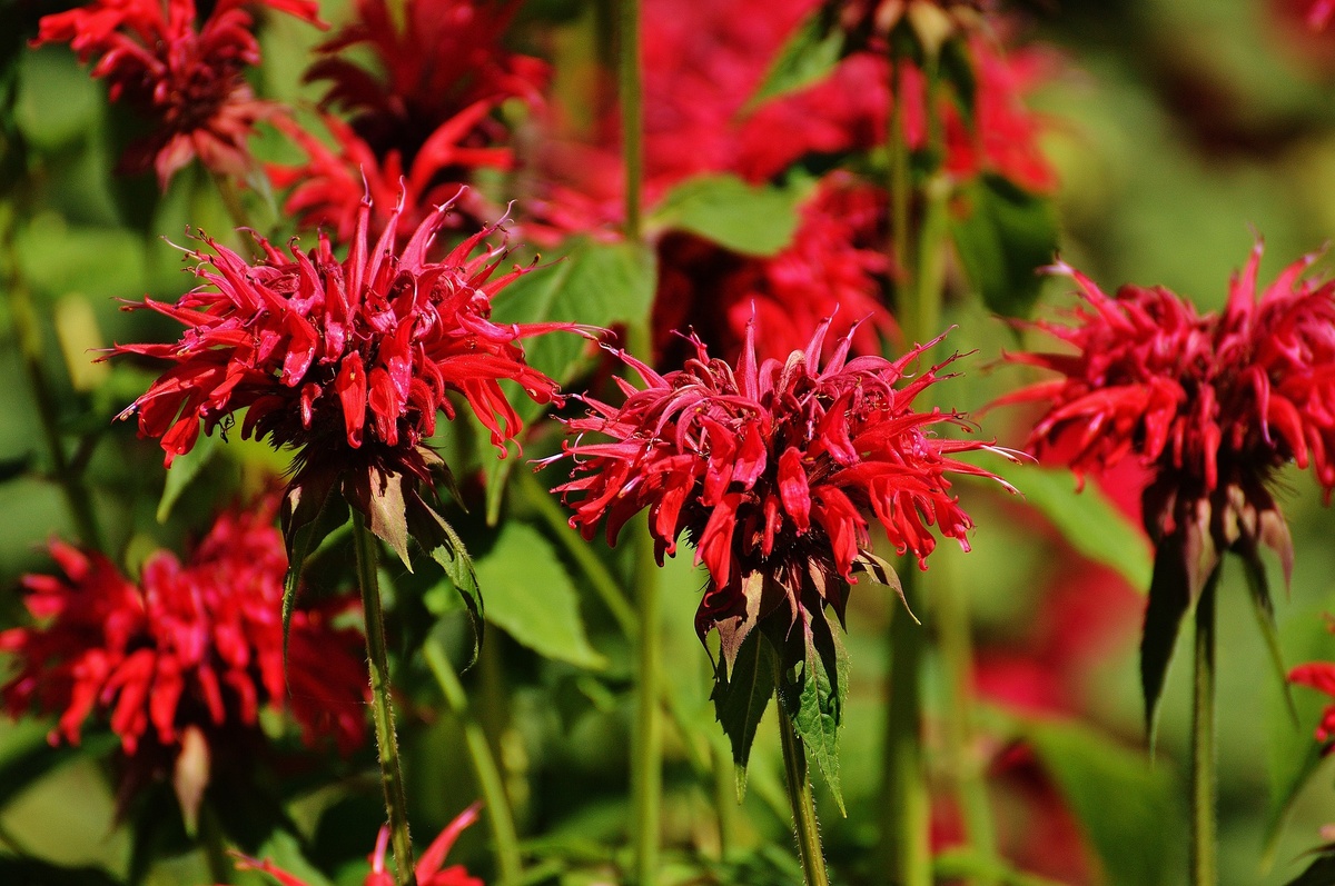 Las 11 flores de verano más bonitas para tu jardín